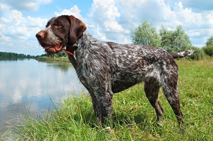 German wirehaired pointer standing on the river