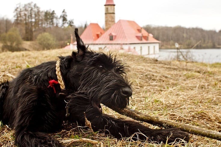 Giant Schnauzer Chewing wood