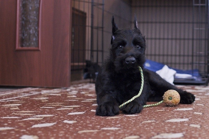 Giant Schnauzer Puppy