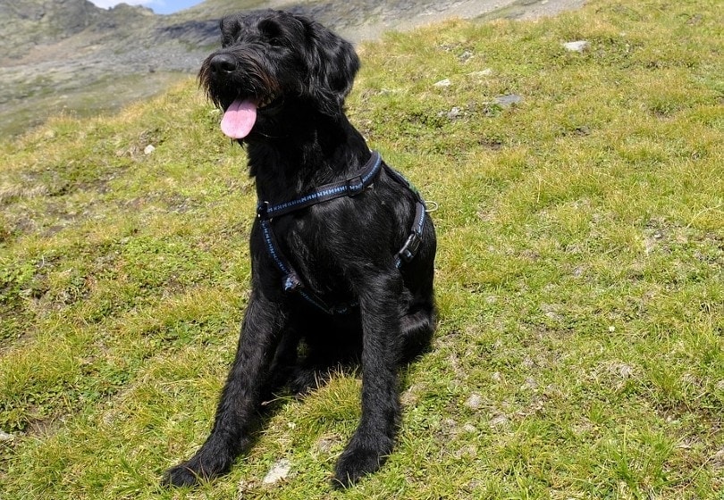 Giant Schnauzer in the field