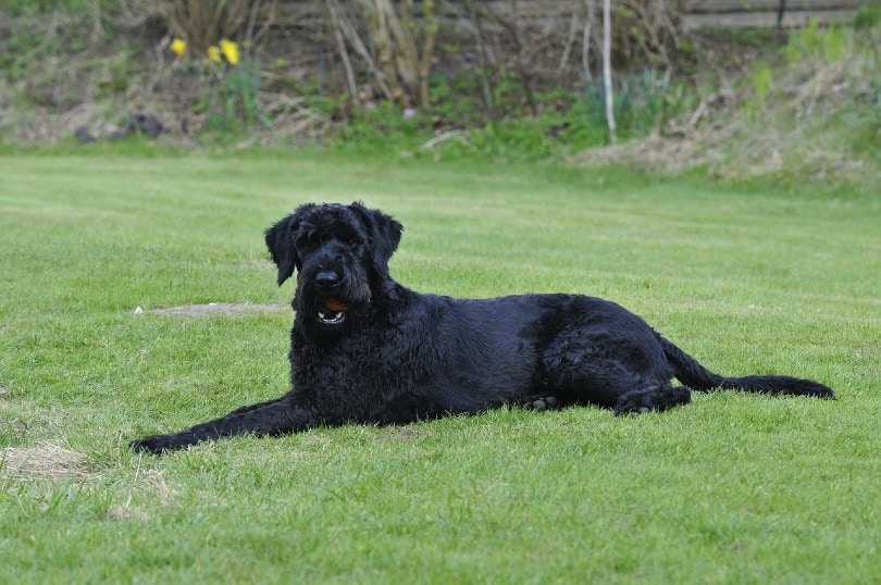 Giant Schnauzer lying on grass