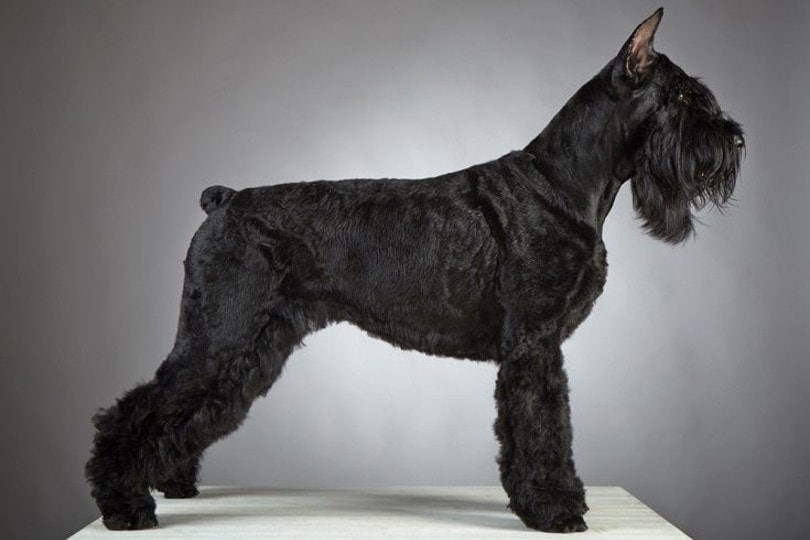 Giant schnauzer shop puppies price