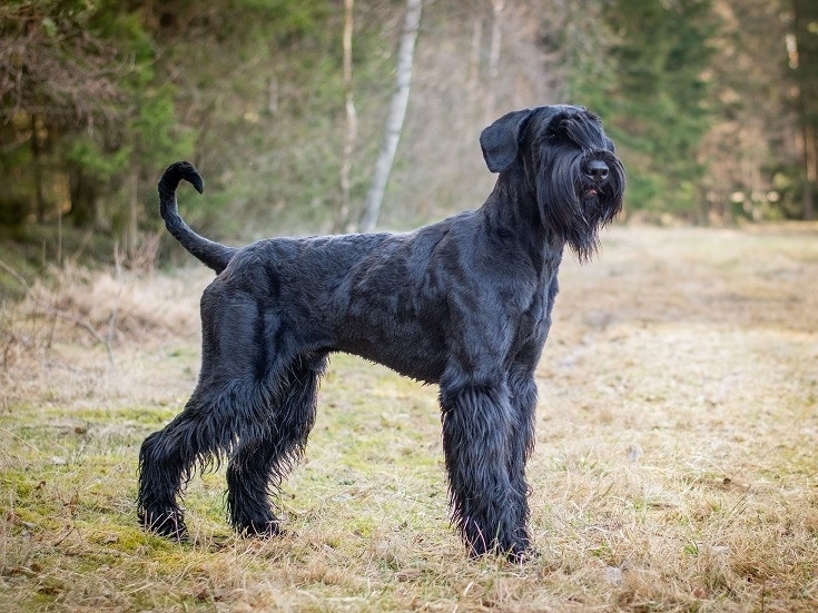 Top 20 Black Dog Breeds: Small, Big, Fluffy & More (With Pictures) | Hepper
