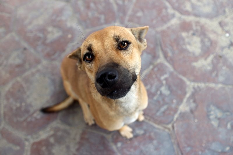 Golden Boxer dog breed