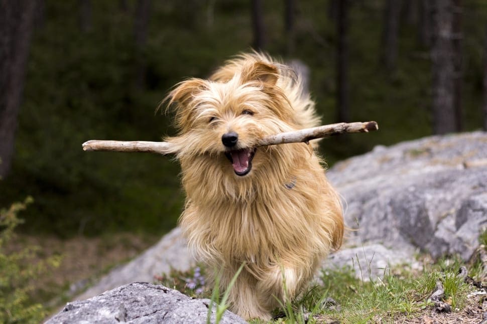 Golden Cairn Terrier running