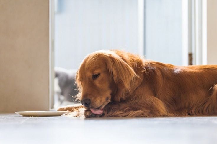 Golden Retriever Dog licking his paws_Shutterstock_Chendongshan