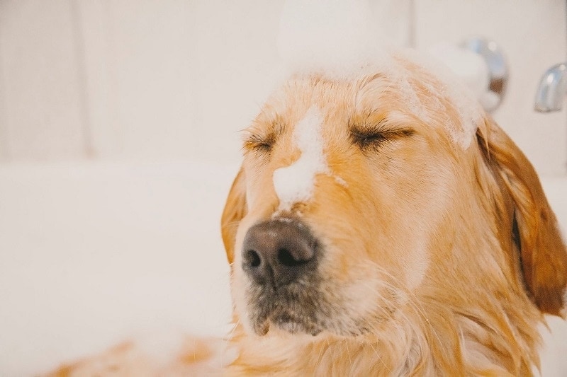 Golden Retriever Shampoo