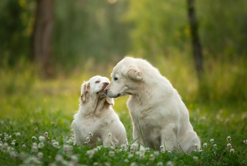 Golden Retriever and Clumber Spaniel