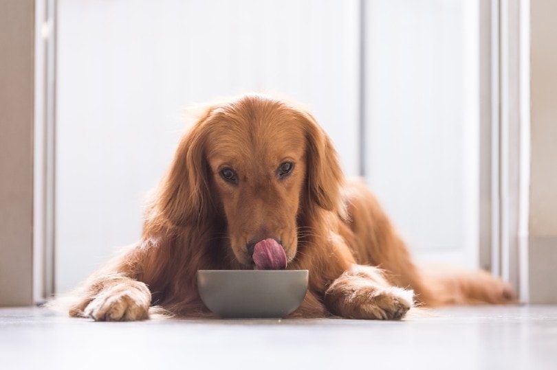 Dog Feeding Guide: Daily Food Chart & FAQs