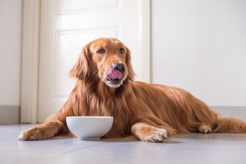 Golden Retriever eating