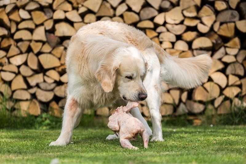 can a dog eat spoiled chicken