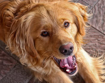 Golden Retriever mouth open