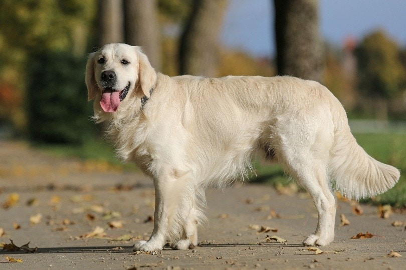 Golden Retriever standing on the ground