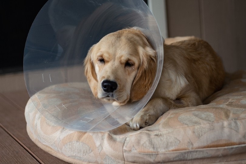 Golden Retriever wearing the cone of shame after surgery