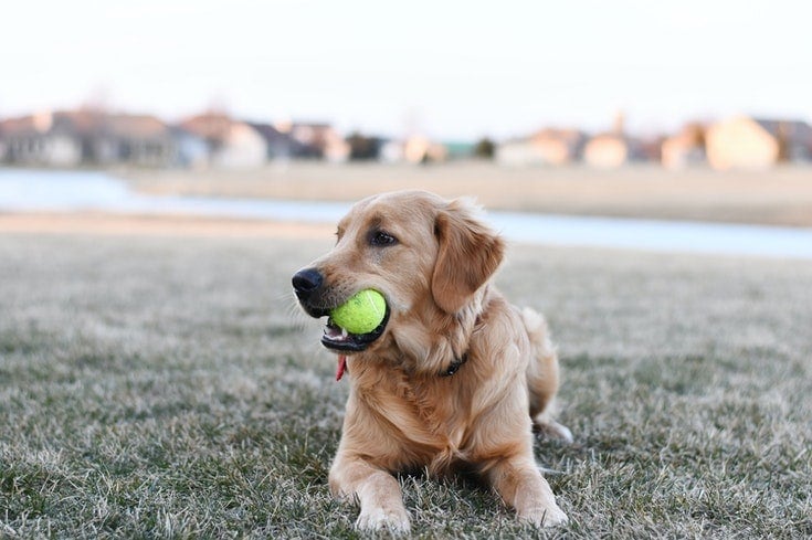 60+ Names for Golden Retrievers - PetHelpful