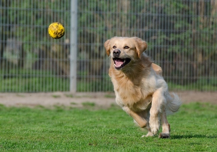 Golden Retriever with yellow ball