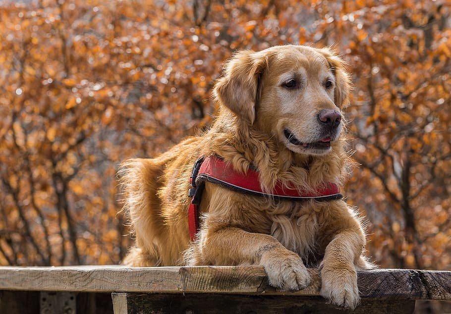 Golden Retriever working dogs