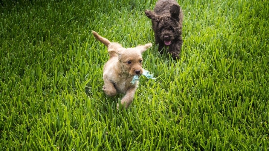 Golden and chocolate Australian Labradoodle puppies_aukalou_shutterstock