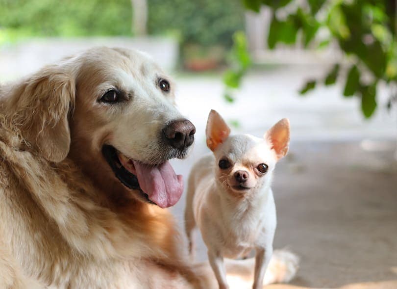 Golden retriever dog and white short hair Chihuahua dog_Phuttharak_shutterstock