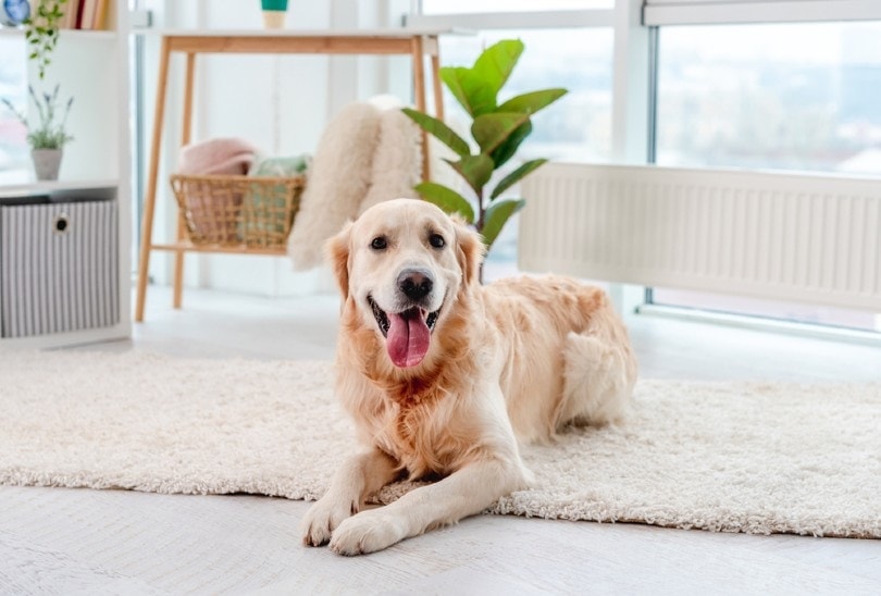 Golden retriever lying on light floor