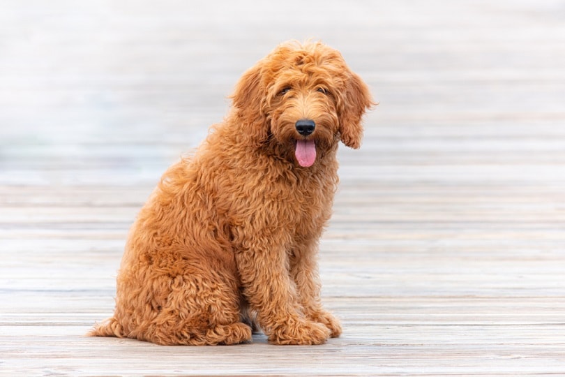 Goldendoodle puppy on pier
