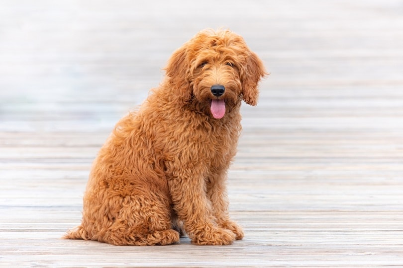 how often should a goldendoodle be groomed