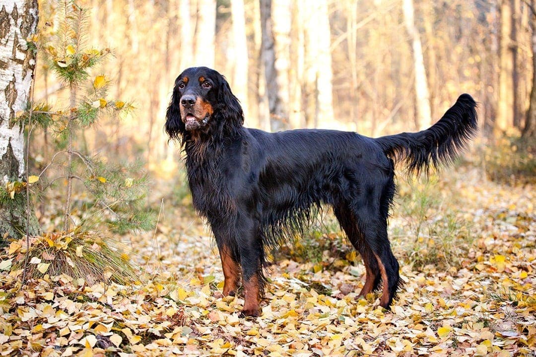 Are Gordon Setter Good With Kids