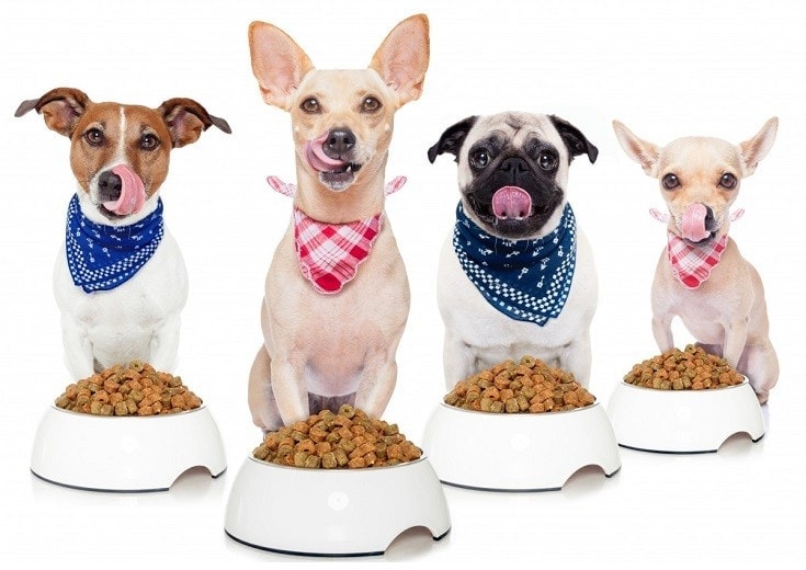 Pros & Cons of Grain-Free Dog Food: Which is Better?