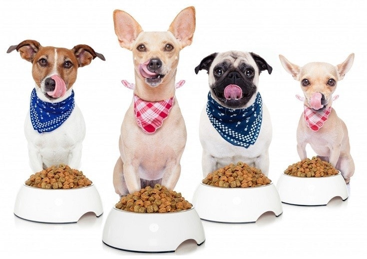 Grain Free Dog Food