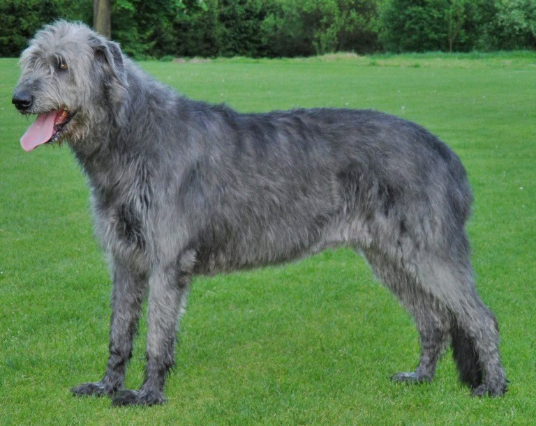 Gray Irish Wolfhound