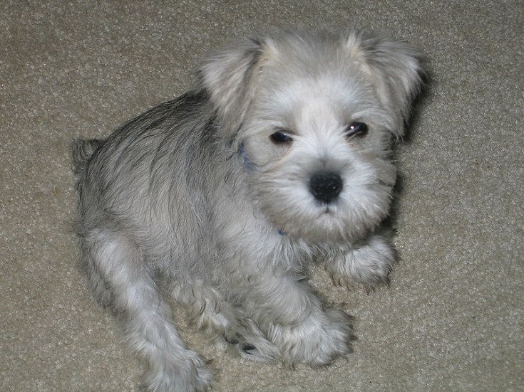 Gray Miniature Schnauzer Puppy