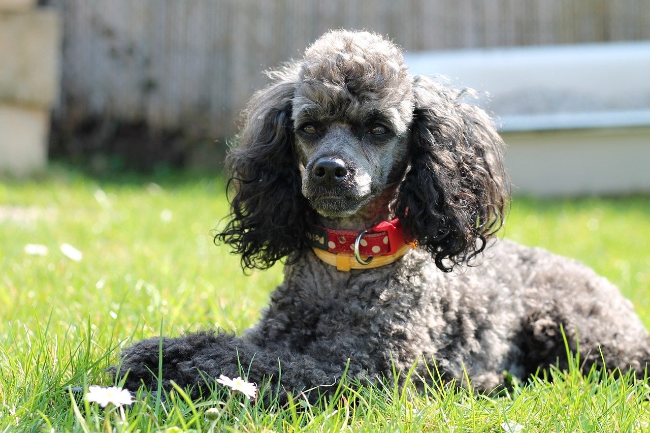 15 Dog Breeds With Curly Hair (With Pictures) | Hepper