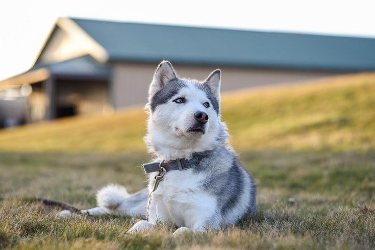 Gray and white husky with gray collar