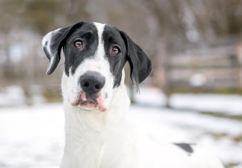 Great Dane Husky mix