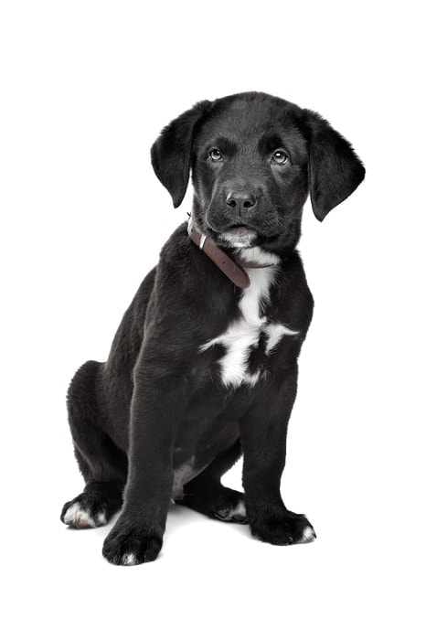 Great Dane Rottweiler mix puppy