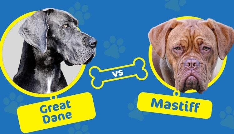 Great Dane or Mastiff