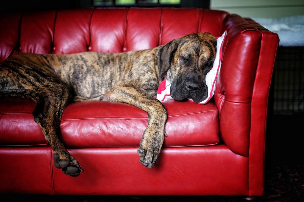 Great Dane sleeping on couch