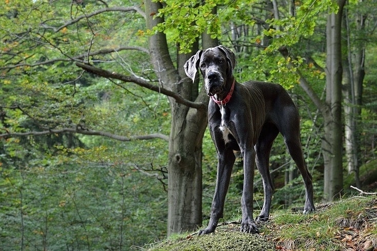 Hiking dog names cheap