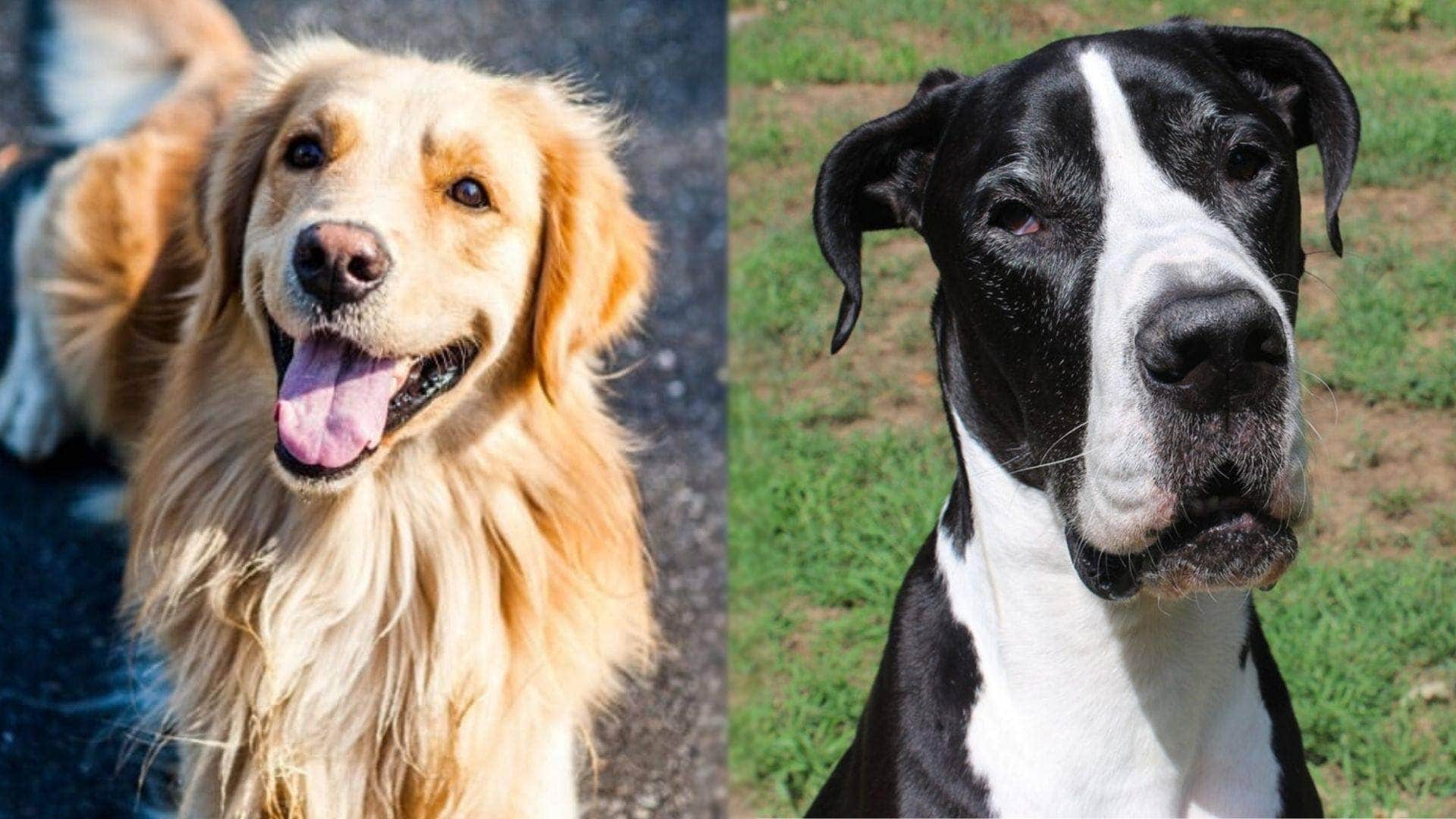 Grand mélange danois Golden Retriever