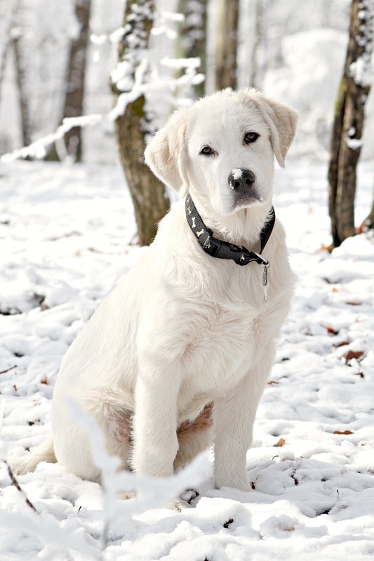Great Pyrenees