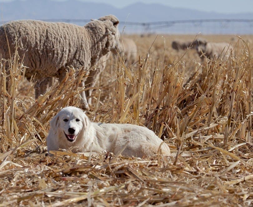 Great Pyrenees dog protects sheep_