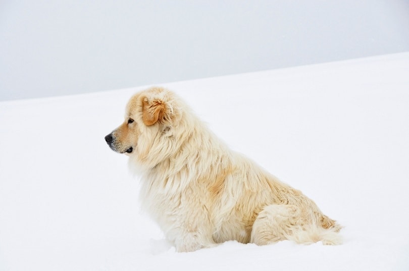 Great Pyrenees in deep snow