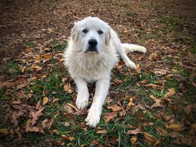 Great Pyrenees lying on the ground