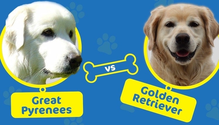 Great Pyrenees vs golden retriever
