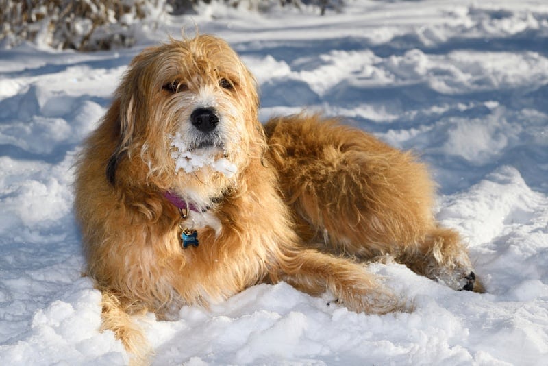 Great Wolfhound mixed dog