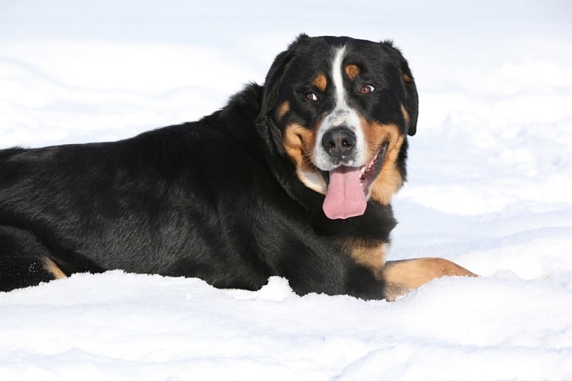 Greater Swiss Mountain Dog vào mùa đông