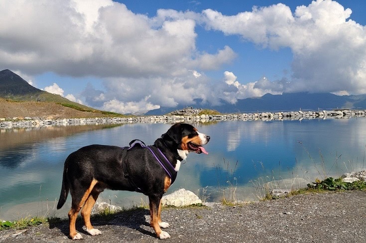 Núi Greater Swiss bên hồ