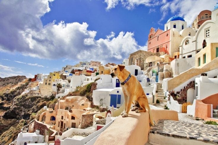 Greek dog in Santorini