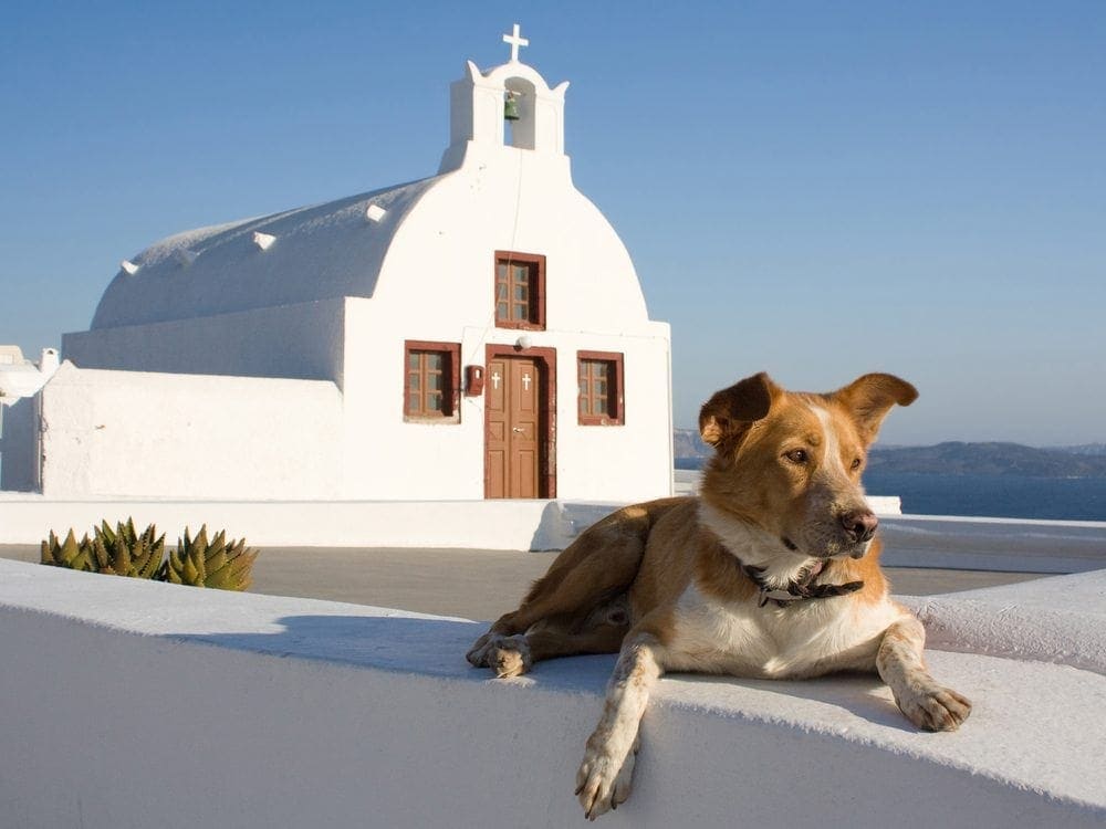 Greek dog in front of church