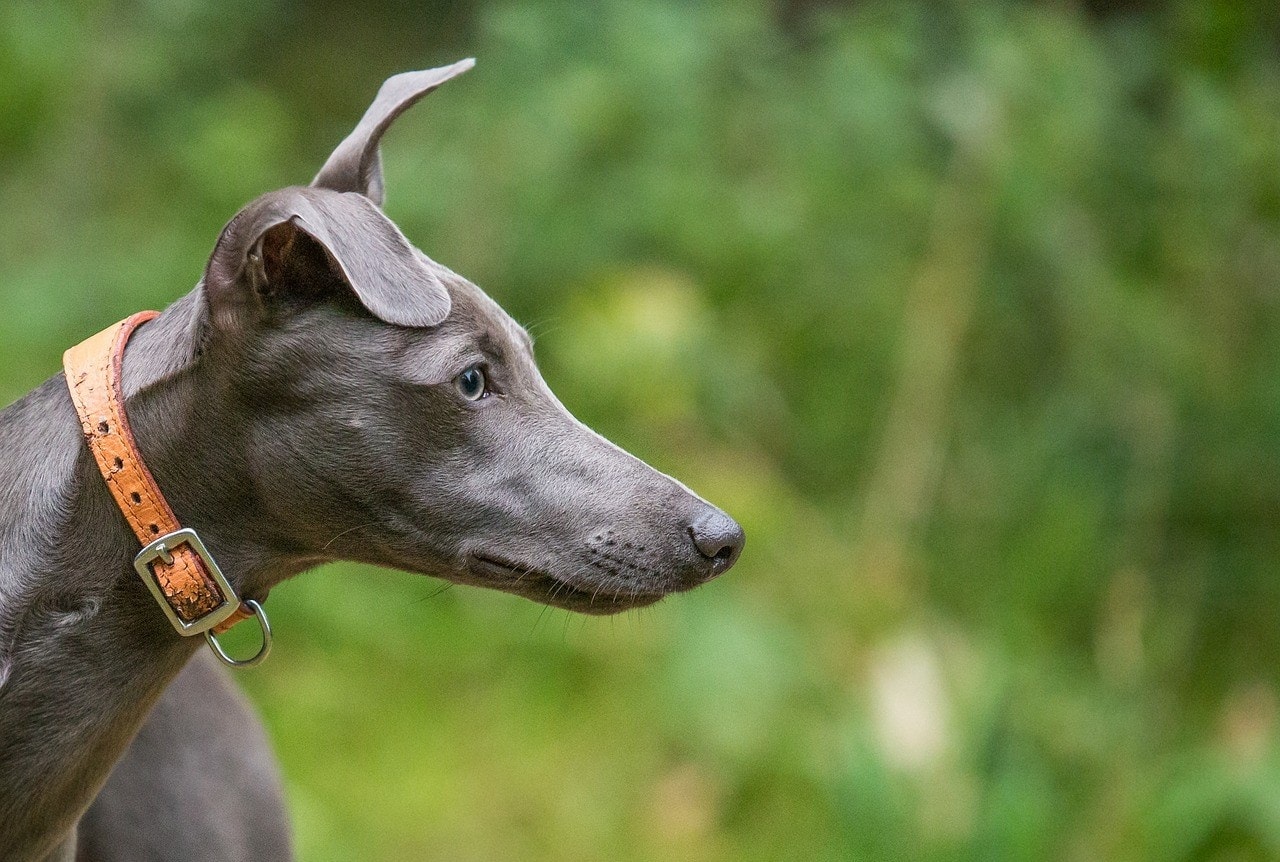 Grey Whippet